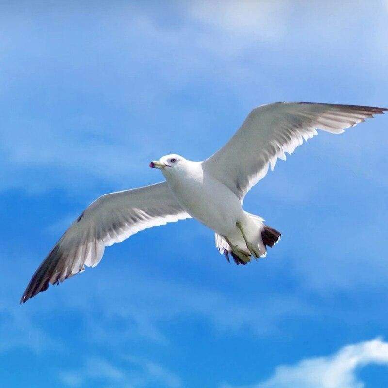 Carta da parati vintage Hawaii